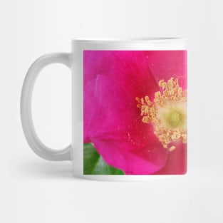Rosa rugosa  Hedgerow rose Mug